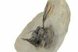 Spiny Walliserops Trilobite - Fantastic, Artistic Preparation #244453-5
